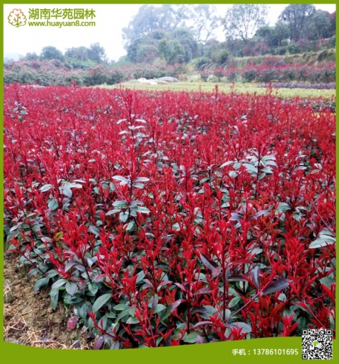 小葉紅葉石楠小苗